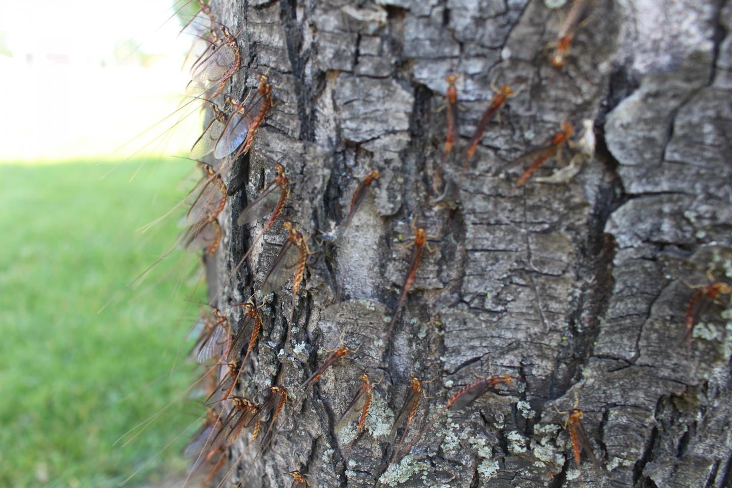 Adult mayflies following an emergence on Lake Erie.
