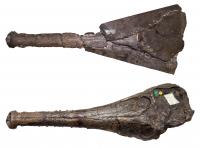 Skull Fossil