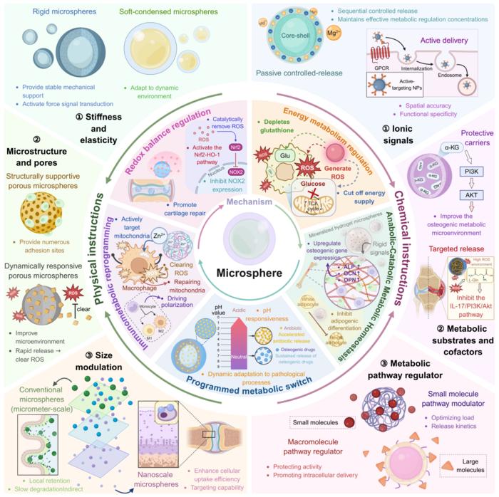 Figure 1. Metabolism regulation driven by the physicochemical properties of microspheres