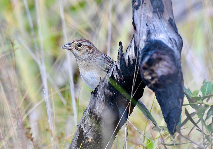Bachman's Sparrow