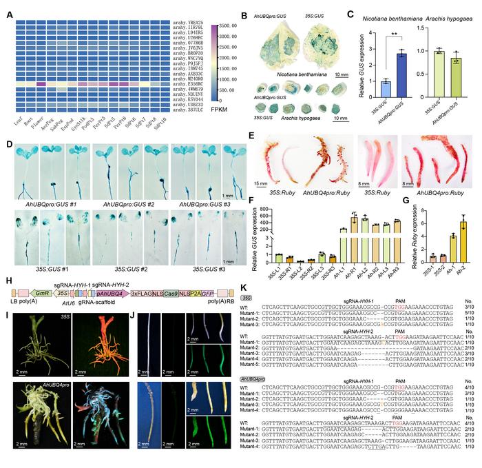 Unlocking efficient genome engineering in peanut with a native Ubiquitin promoter
