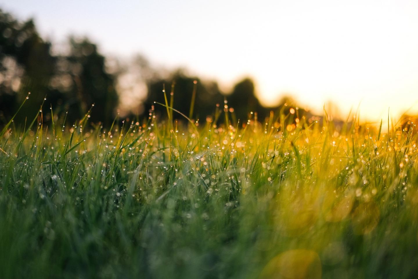Filtering Grass