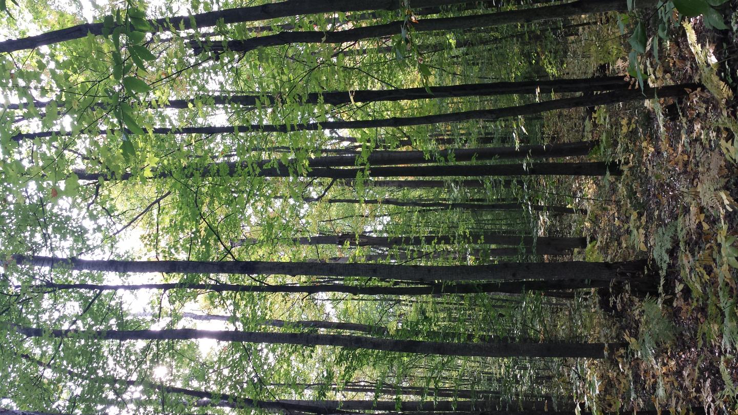 Deciduous forest