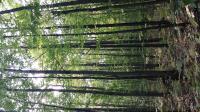 Deciduous forest