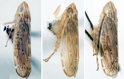 <i>F. hastatus</i>, <i>F. truncatus</i>, and <i>F. dietrichi</i> (2 of 2)