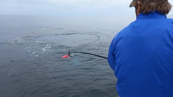 Tagging humpback off Baja