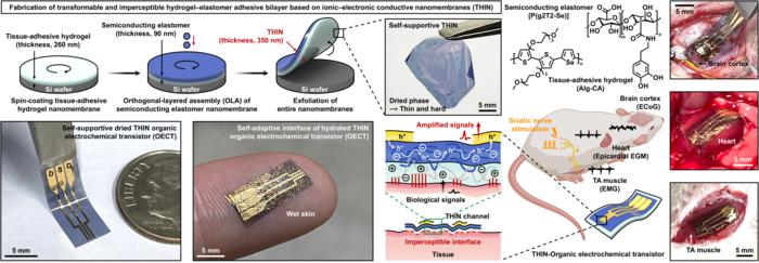 Figure 1. Mechanically transformable and imperceptible hydrogel-elastomer adhesive bilayer (THIN) transistor based on an ion-electron conducting nanomembrane for bio-signal amplification