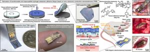 Figure 1. Mechanically transformable and imperceptible hydrogel-elastomer adhesive bilayer (THIN) transistor based on an ion-electron conducting nanomembrane for bio-signal amplification