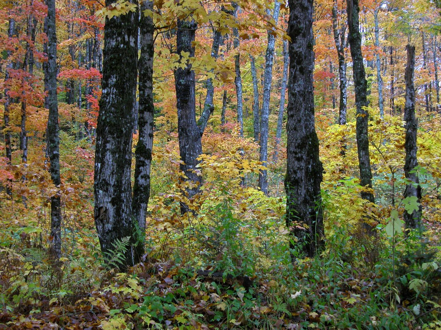 Merrill Brook forest at Dartmouth's Second College Grant.