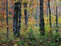 Merrill Brook forest at Dartmouth's Second College Grant.