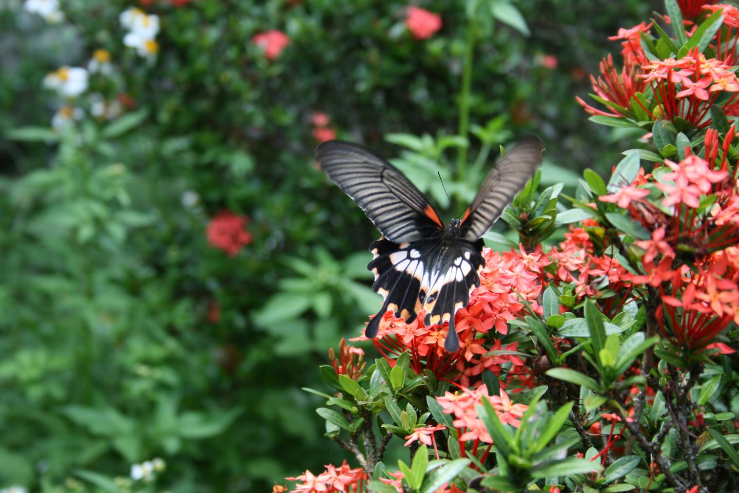 A Genetic Twist Underlying Butterflies' Batesian Mimicry (1 of 3)