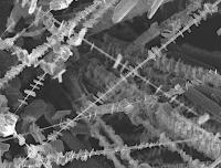 Nano-Shish-Kebab Network