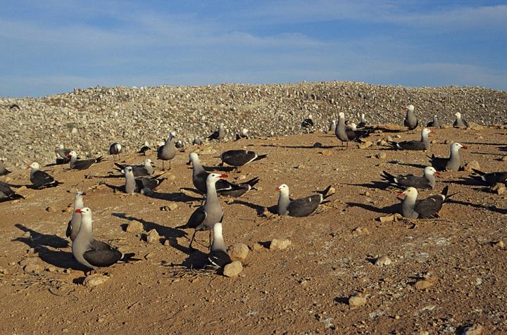 Heermann's Gulls