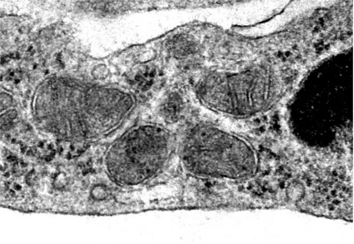 22Q, mitochondria and the blood brain barrier