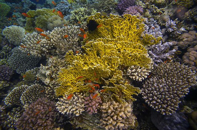 Coral Reef