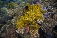 Coral Reef