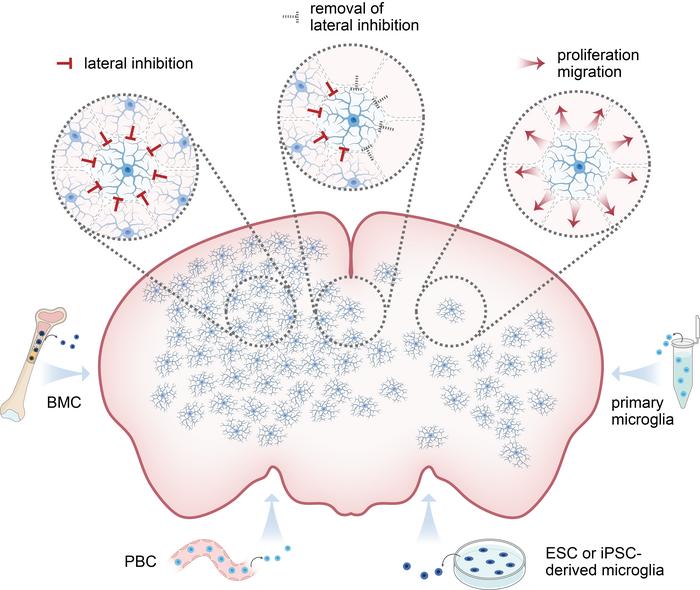 Lateral inhibition restrains microglial proliferation and migration, and microglia replacement can be achieved using donor cells from different sources.