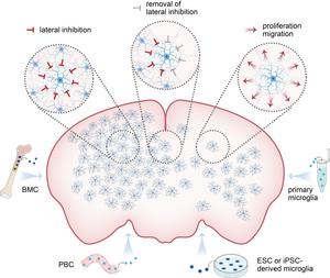 Lateral inhibition restrains microglial proliferation and migration, and microglia replacement can be achieved using donor cells from different sources.