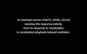 An example inferior colliculus neuron reversed the response polarity, from no excitatory response to self-produced vocalizations to vocalization-playback-induced excitation.