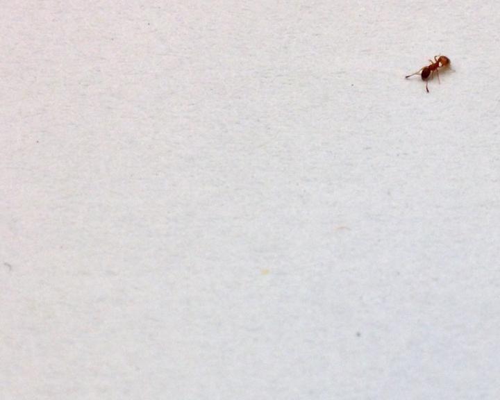A Rock Ant (<i>Temnothorax albipennis</i>)