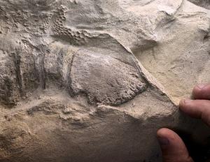 Dinosaur hoof