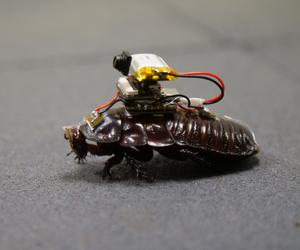 'Paraborg' cyborg paramedic cockroach with camera