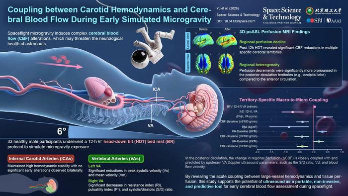 Inforgraphics for Coupling between Carotid Hemodynamics and Cerebral Blood Flow During Early Simulated Microgravity