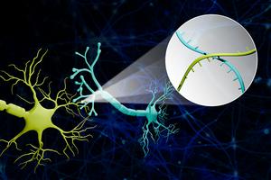 RNA barcodes for neuron mapping