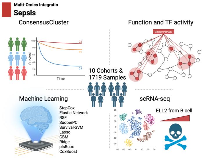 This study offers new insights into the mechanisms underlying sepsis progression and highlights the importance of continuous monitoring of ELL2 expression during early diagnosis and treatment.