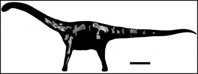 <i>Rukwatitan bisepultus</i>