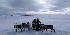 Reindeer on their winter grazing grounds
