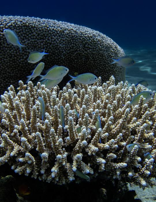 Artificial light Is keeping reef fish awake, and the effects may ripple across coral reefs