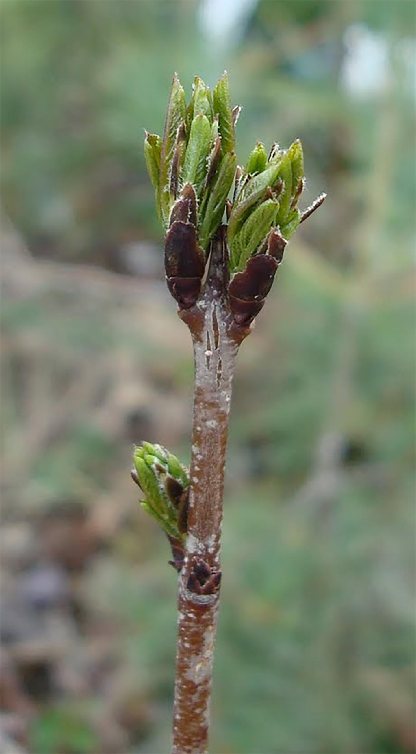Budbreak in Oak
