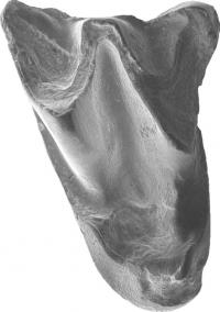 Ancient bat tooth
