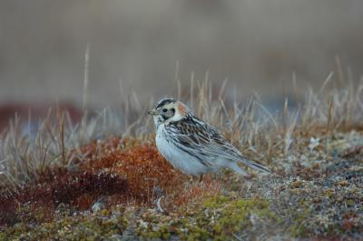 Lapland Longspur