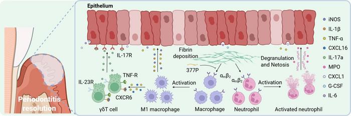 FIBRIN-DRIVEN IMMUNE-EPITHELIAL DYSREGULATION IN DIABETIC PERIODONTITIS.