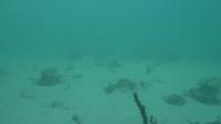 Over Half a Million Corals Destroyed by Port of Miami Dredging, Study Finds
