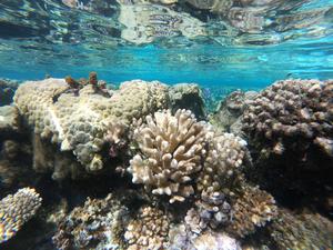 Coral reefs