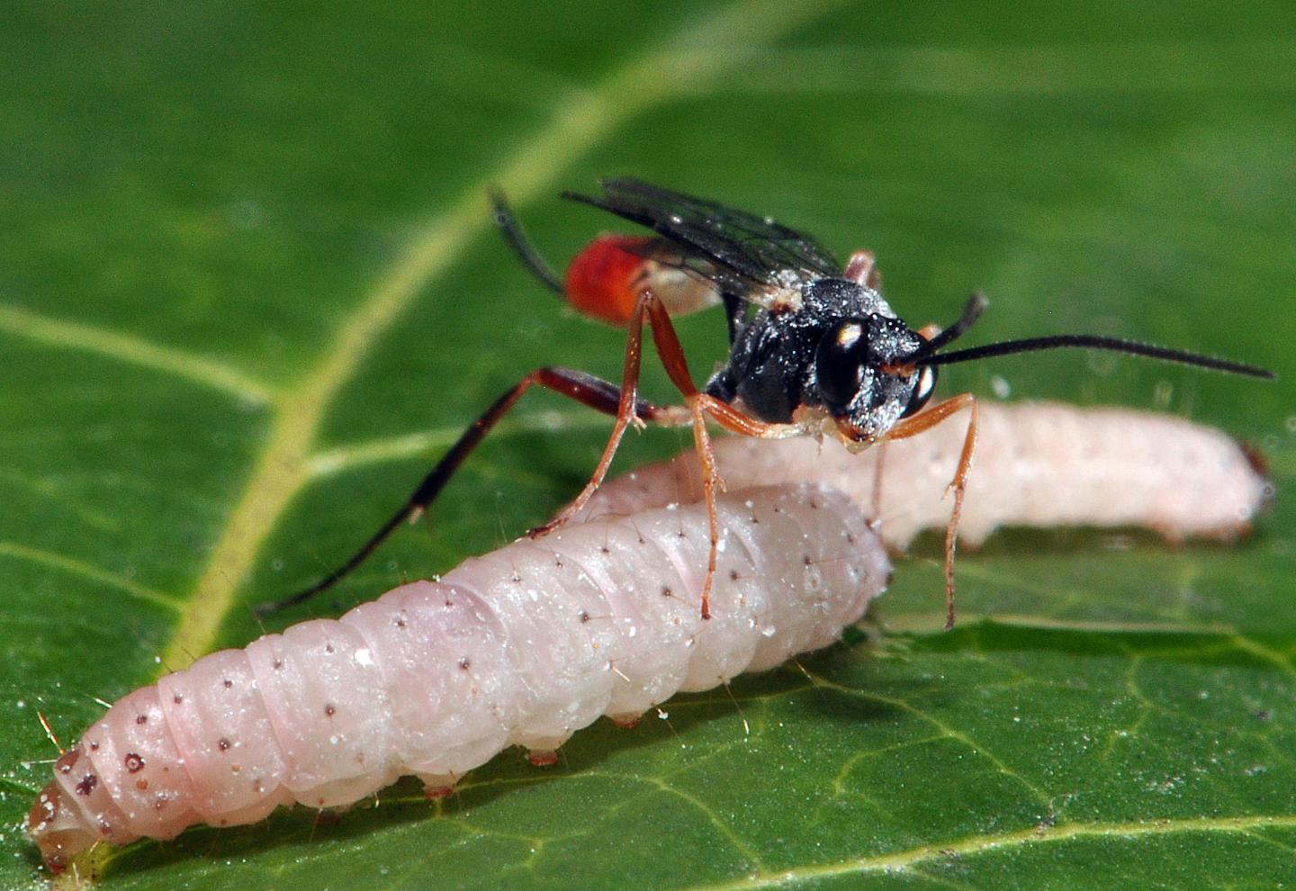 Wasps Captured Viruses in DNA as Part of Evolutionary Mechanism (3 of 8)