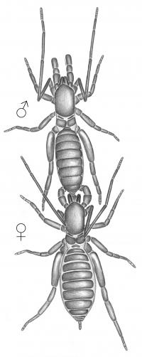 New short-tailed whip scorpion species discovered in Amazon