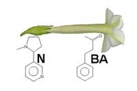 Flower Components