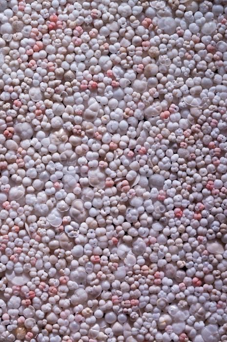 The shells of planktonic foraminifera, recovered from thousands of years old sediments in the Atlantic Ocean, show how biodiversity in the oceans could develop with climate change.