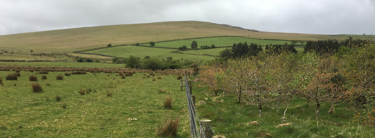 New Tree Planting