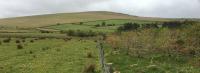 New Tree Planting