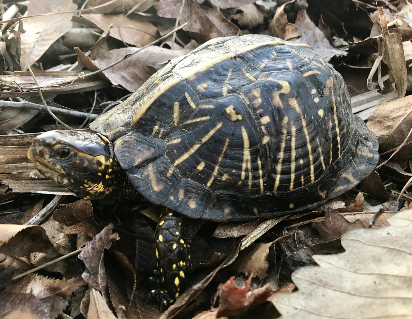 Shell Game: Making Sense of Turtle Variation