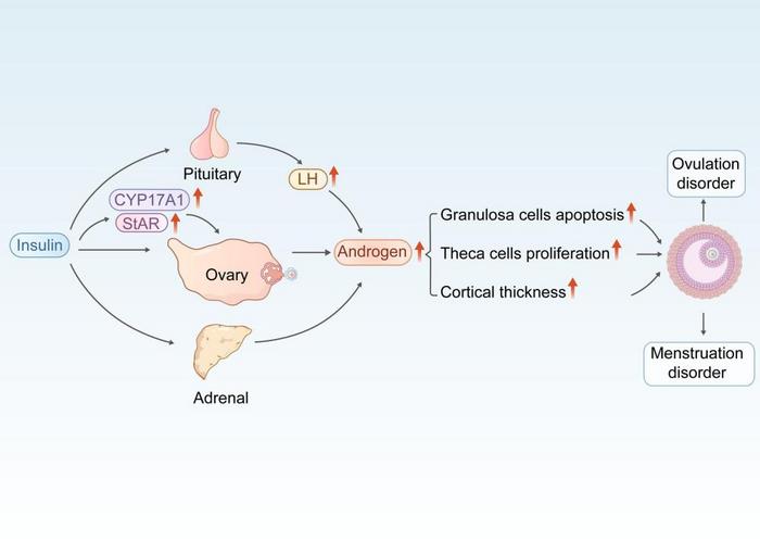 Relationship between insulin resistance and polycystic ovary syndrome.