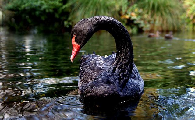 Black Swan