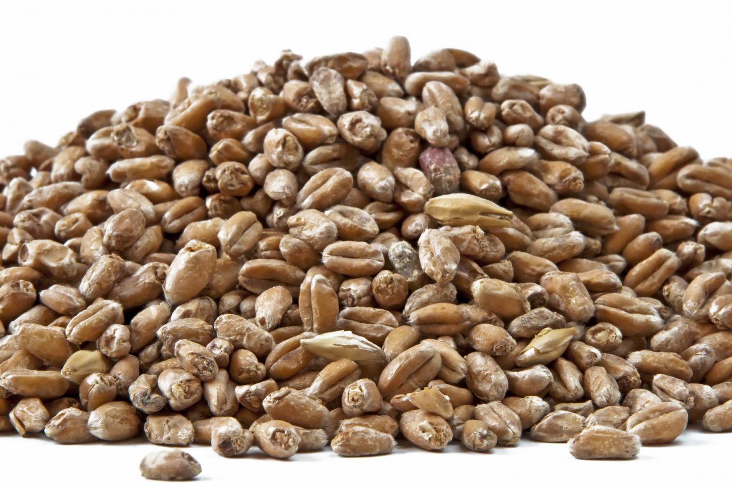 Malting barley