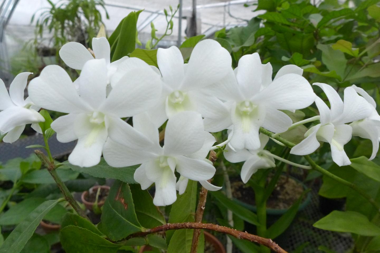 <em>Dendrobium</em>