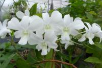 <em>Dendrobium</em>